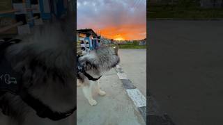 Siberian HuskySnow🐶❤️ love husky petlover nepal ytshorts blueeyes [upl. by Bravar840]