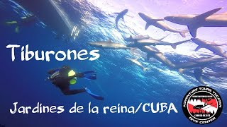 TIBURONES  JARDINES DE LA REINA  CUBA [upl. by Illoh]