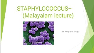 STAPHYLOCOCCUS LECTURE MICROBIOLOGY MALAYALAM  5 MARKS QUESTION PART 1 [upl. by Annaek]