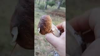 Boletus edulis Madrid 2024 mushroom setas 2024 boletus nature forest [upl. by Emanuel130]