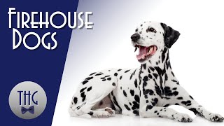 Dalmatians Firehouse Dogs [upl. by Atinahs690]