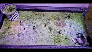 23 day floating plant growth 1min in a 1x2x5quot aquaponics system [upl. by Sirhc250]