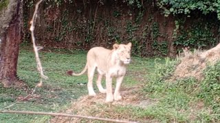 Lions roaring in fight for meat [upl. by Ahcire]