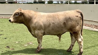 JampJ Cattle Co Lot 3561 CharolaisAngus Cross Bull [upl. by Schouten]