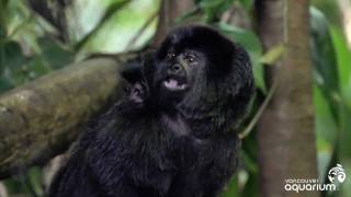 Baby Goeldis Monkey [upl. by Devonna]