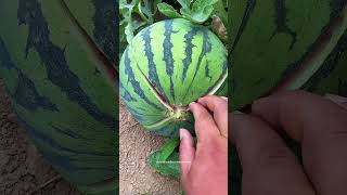 Easy Way To Break Open The Triploid Seedless Watermelon [upl. by Ymer]