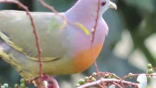 Beautiful Pinknecked Green Pigeon eating berries [upl. by Kehr]