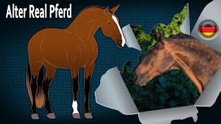 ALTER REAL PFERD Pferde vom Typ Lusitano kraftvoll modelliert PFERDERASSEN [upl. by Nylesoj]