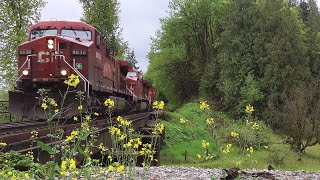 Canadian Railroads Following Alongside The Fraser River Thru British Columbias Lower Mainland [upl. by Jerrylee]