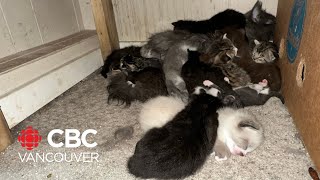 BC SPCA takes in close to 300 cats from a single property [upl. by Rather]