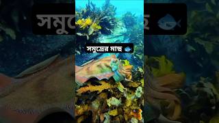 সমুদ্রের মাছ 🐟 youtubeshorts fish [upl. by Vinnie]