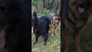 💓Beautiful longhaired German Shepherds Prizrak and Cerberus Odessa [upl. by Ennazor]