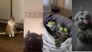 WHOLESOME CAT TIKTOK COMPILATION  PART 2 [upl. by Buine567]