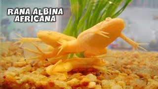 RANA ALBINA AFRICANA  Cuidados y Alimentación  AcuariosLP [upl. by Atirys]