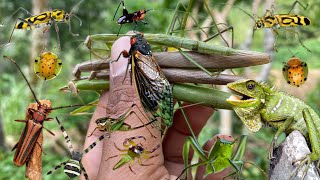 finding small beauties in naturewho loves insects [upl. by Ateekan]