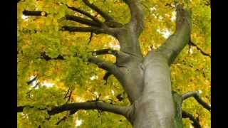 Beech  Fagus sylvatica [upl. by Kuebbing]