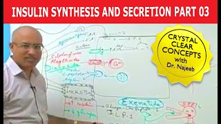 Insulin Synthesis and Secretion  Part 34💉 [upl. by Leibarg]