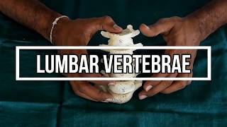 Lumbar Vertebrae [upl. by Pelagi572]