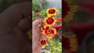 Coreopsis  blooming gardening shorts youtubeshorts [upl. by Marie-Jeanne]