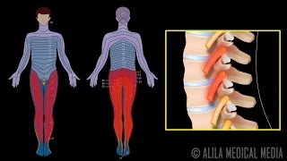 Lower Extremity Nerve Blocks [upl. by Anivle]