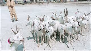 Tando Adam goat market White Topiary Bread [upl. by Aihsas]