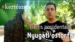 Celtis occidentalis  Nyugati ostorfa  Növényismeret  kertészeti tananyag [upl. by Soutor]