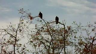 Turkey Buzzard VANCOUVER ISLAND CANADA BRITISH COLUMBIA CANADA Plea [upl. by Lekzehcey360]