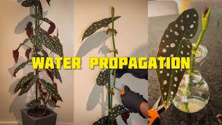 Houseplant Propagation  Begonia Maculata [upl. by Eloc]