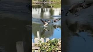 All clear for a landing goose geese landing honkers [upl. by Bonine]