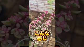 多肉植物ポーチュラカリア“ 桃子の舞”がやって来ました‼️とっても可愛いいピンクの縁どり❤ ポーチュラカリア 鉢植え 多肉植物 観葉植物 植物 pink 斑入り plant 福岡 [upl. by Haila]