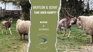 Mufflon und Schaf  ein Schein Kampf lebenshof [upl. by Kurtzig]