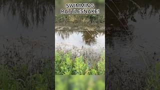 Canebrake Rattlesnake Swimming [upl. by Hy201]