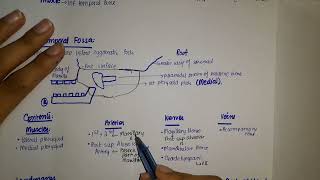 Anatomy of Infratemporal fossa [upl. by Sternick]