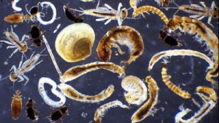 Uso de macroinvertebrados como bioindicadores de la Calidad del Agua [upl. by Adniram34]