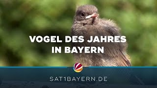 Vogel des Jahres 2025 Hausrotschwanz gewinnt Wahl [upl. by Notlaw]