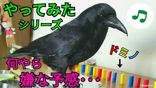 【やってみた】カラスの前でドミノをやった結果･･･💧 結論：カラスは〇〇マニアでしたw 20190124、カラス [upl. by Clarie]