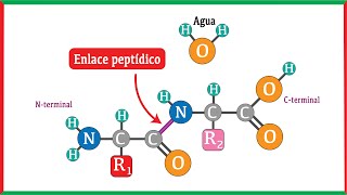 Formación del enlace peptídico y su ruptura mediante hidrólisis [upl. by Yehudit]