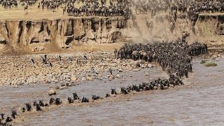 Wildebeest Crossing Mara River Masai Mara MigrationWildebeest Migration Masai Mara River Kenya [upl. by Hippel]