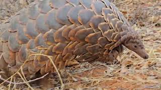 I found this free roaming pangolin while hunting warthog kotzeadventures Buffelsdriftsafaris [upl. by Eed]