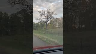 Osage Orange Treestrongest wood around 878 [upl. by Ahsac]