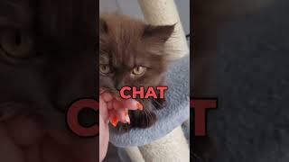 Comment s’appelle ton chat [upl. by Einwat]