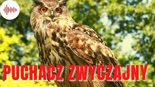 Puchacz Zwyczajny Odgłosy puchacza Dźwięki puchacza Odgłosy jakie wydaje puchacz zwyczajny [upl. by Koal]