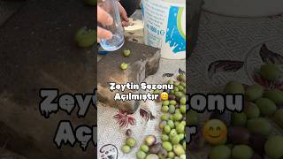 Zeytin Sezonu Açılmıştır Hayırlı Olsun ☺️ [upl. by Palm373]