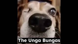 velvet spatula  Song by The Unga Bungas [upl. by Acirtap821]