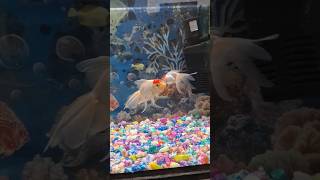 Fish Care fishtank aquariam aquarium pets shortvideo ytshorts [upl. by Roch]