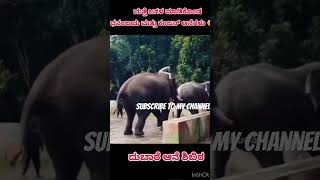 subscribe dasaraelephant trending mysoredasara [upl. by Gustie]