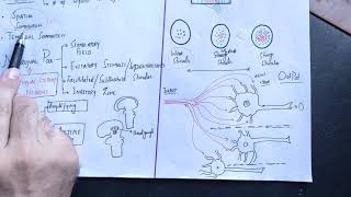 neurophysiology guyton 47spatial and temporal summationNeuronal pool divergenceconvergencembbs [upl. by Saber]