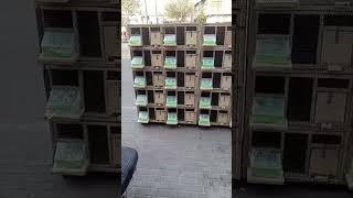 Pigeon cage 10 breeding pair setup [upl. by Raamal]