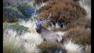 300 Deer  Public Land Hunting NZ [upl. by Sheehan]