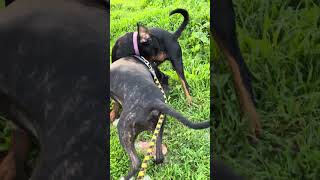 Pitbull vs Rottweiler staffordshirewildlife pitbull love playing [upl. by Lletnom]